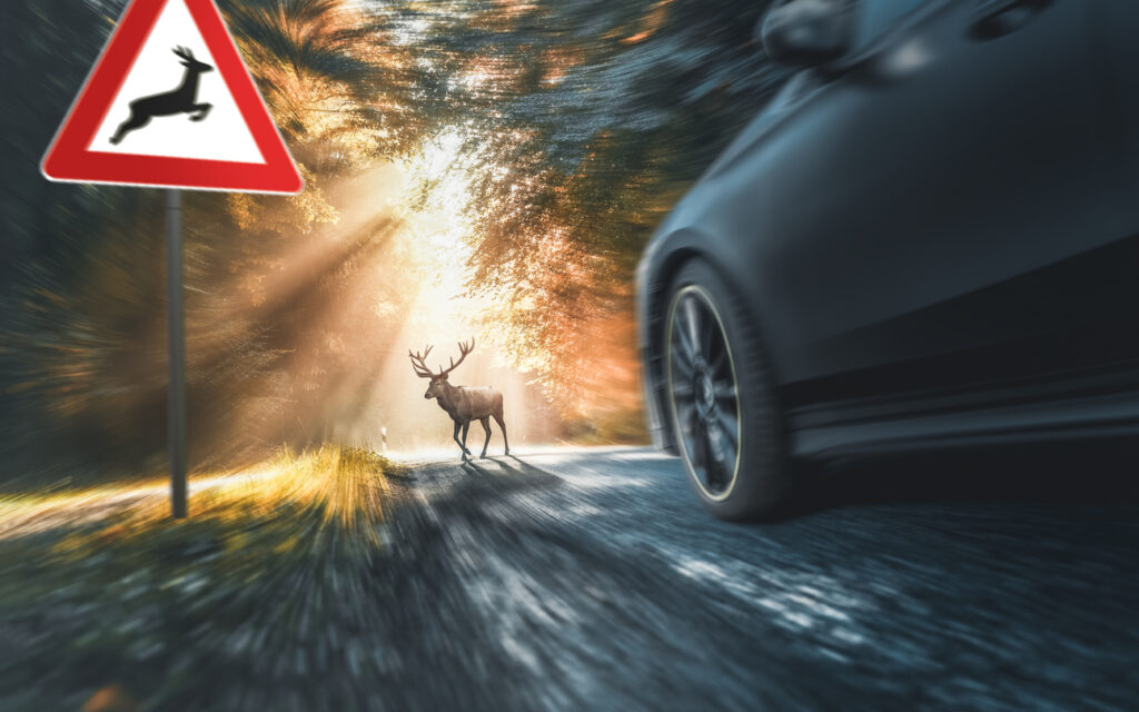 Collisions with Animals | Who's at Fault? | Diaz Law Firm