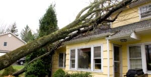 Property owners in Mississippi have a legal duty to maintain safe premises and address potentially hazardous conditions to avoid tree accidents.