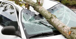 A tragic Natchez Trace accident occurred near Highway 43 on Tuesday afternoon when a large tree fell onto a vehicle, killing one person.
