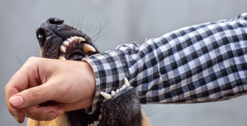 A dog bite can turn an ordinary day into a nightmare, leaving victims with physical scars, medical bills, and emotional trauma—especially for children.