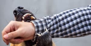 A dog bite can turn an ordinary day into a nightmare, leaving victims with physical scars, medical bills, and emotional trauma—especially for children.